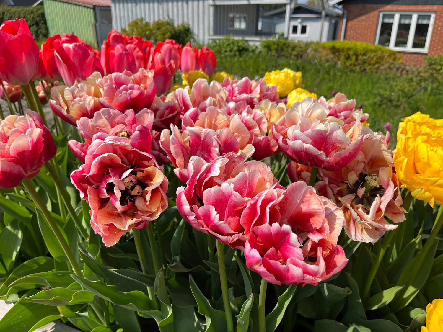 Tulppaani 'Verona Sunrise'